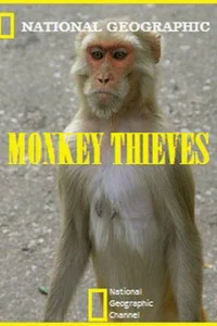 Обезьяны-воришки 